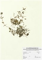 藏品(繁縷)的圖片